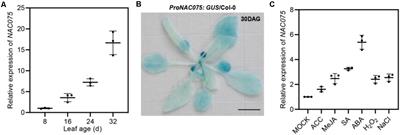 Transcription Factor NAC075 Delays Leaf Senescence by Deterring Reactive Oxygen Species Accumulation in Arabidopsis